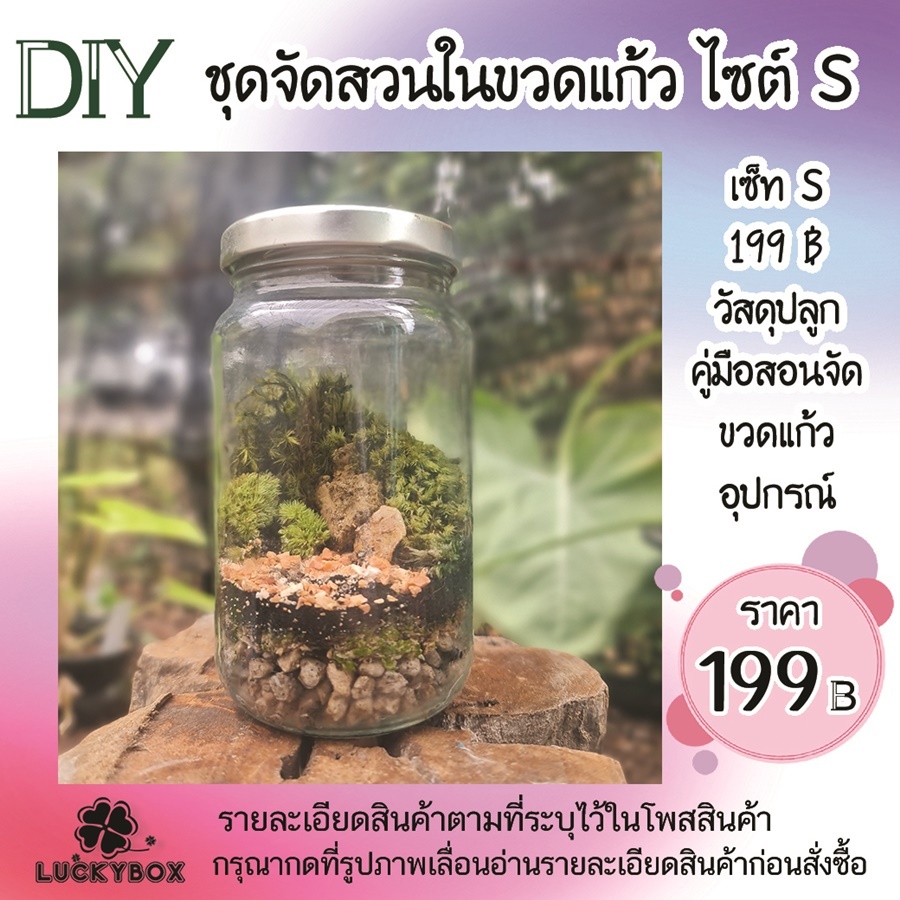 สวนขวด DIY สวนในขวดแก้ว เซ็ทพร้อมขวด ไซต์ S basic 199฿