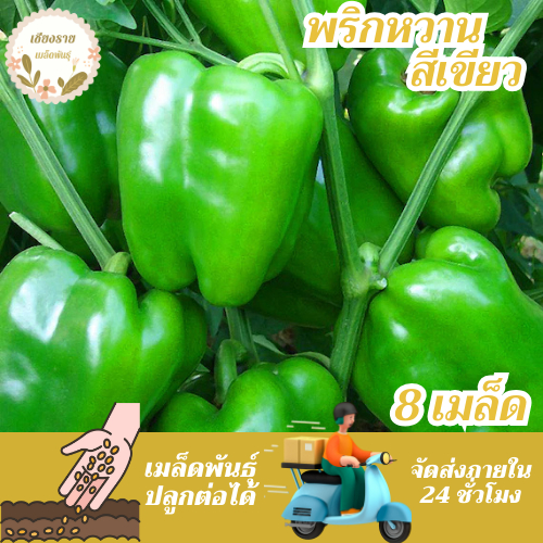 เมล็ดพันธุ์ พริกหวาน สีเขียว 8 เมล็ด Green Sweet Pepper seeds เมล็ดพันธุ์แท้ นำเข้าจากต่างประเทศ ปลูกผัก สวนครัว