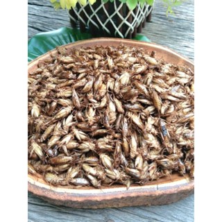 สะดิ้งอบแห้ง ขนาด 25 - 100 กรัม ขนมสัตว์เลี้ยงชูก้า กระรอก