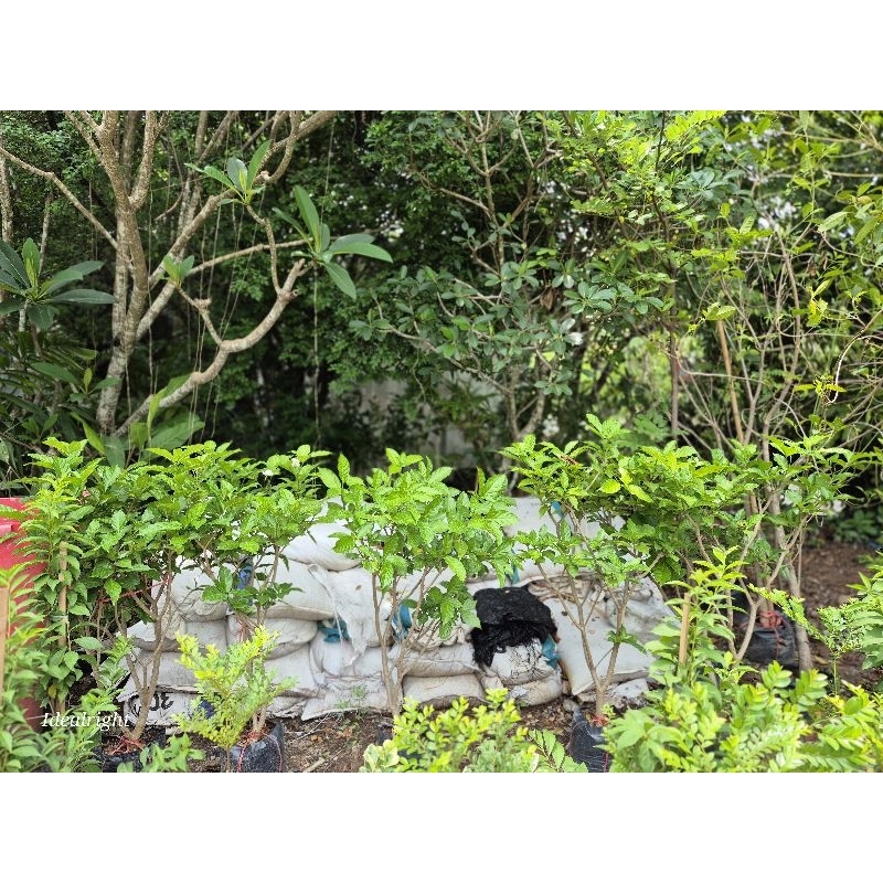 ปุ๋ยคอก ปุ๋ยขี้วัวขี้ควาย แท้ กระสอบใหญ่ ไม่ผสมอย่างอื่น