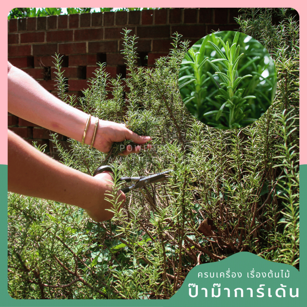 มุมมอง 4