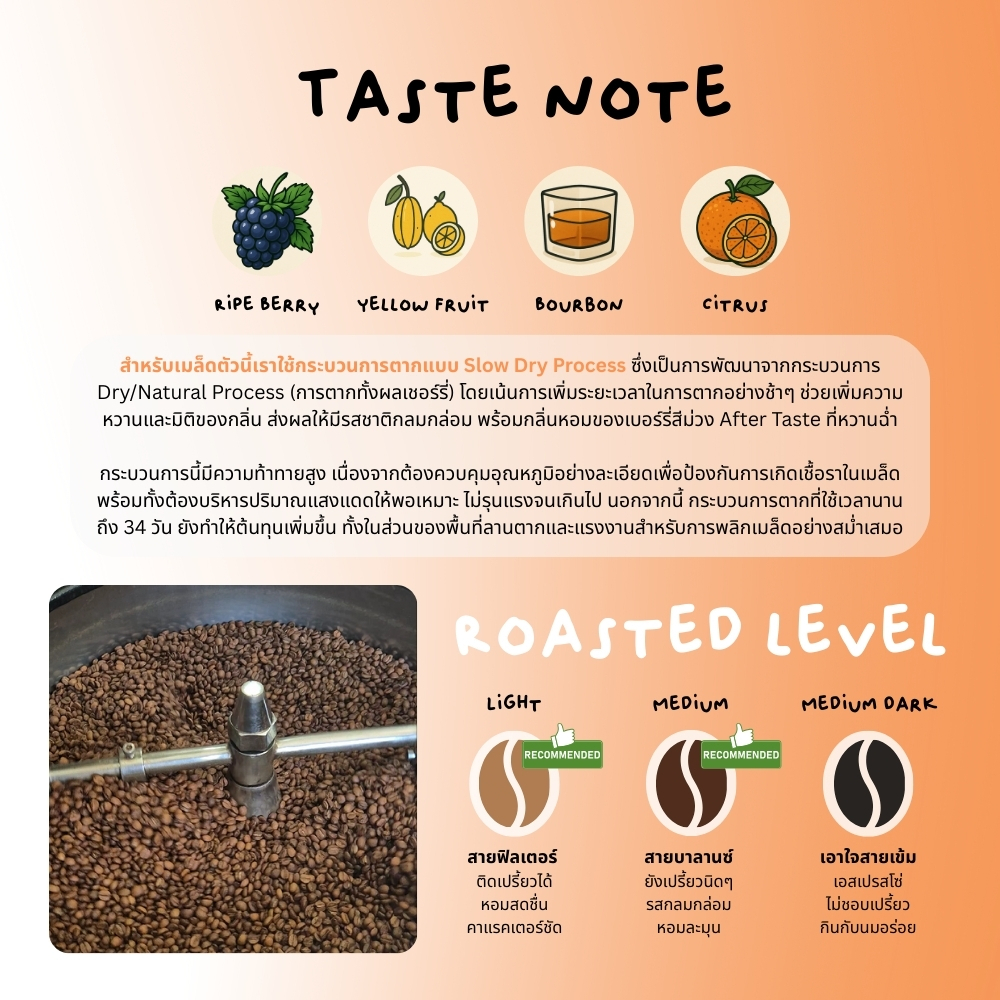 กาแฟหวาน MaeMon Slow Dry เมล็ดกาแฟคั่ว Single Origin ดอยแม่มอญ จ.เชียงราย by Nite Coffee รูปที่ 2