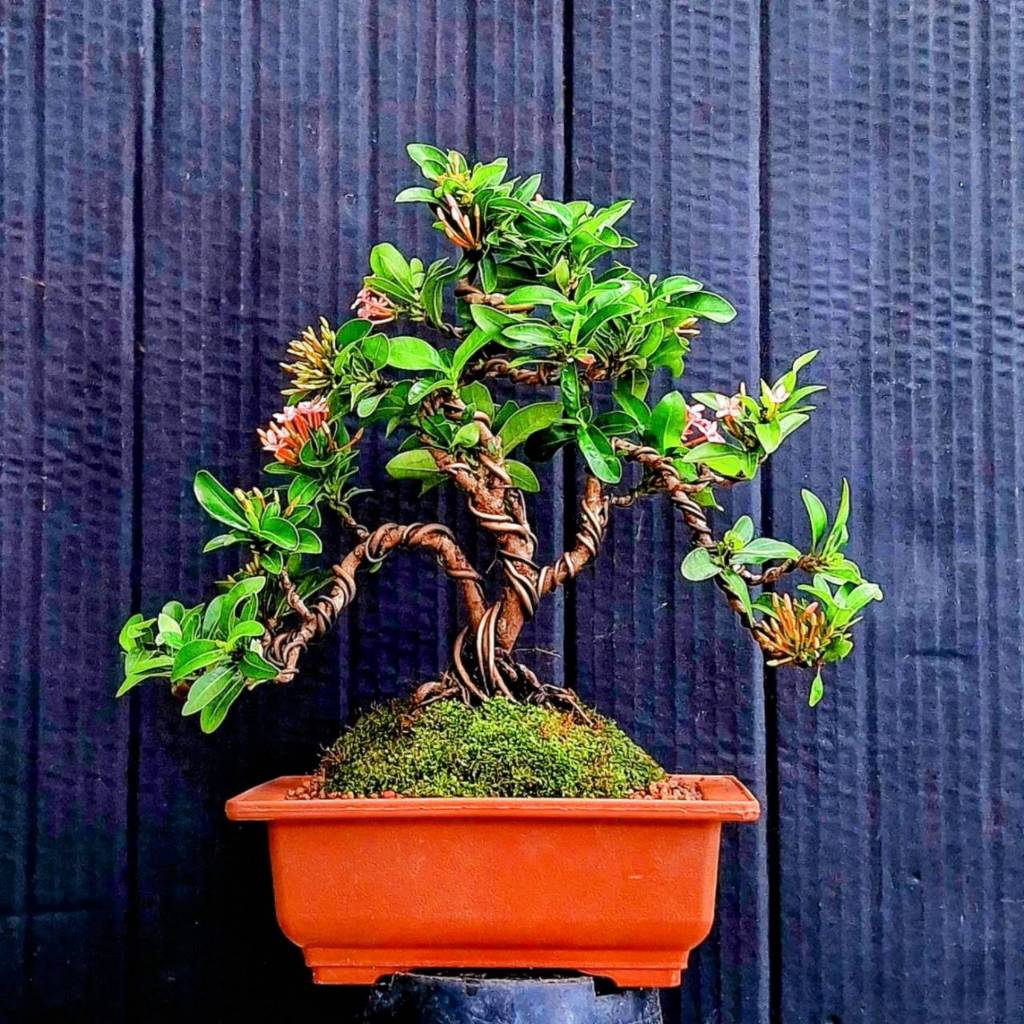 บอนไซต้นม่วงเจริญแคระ (หลินซาน) ไม้ทรงพุ่มสวย ดอกสีม่วงน่ารัก และอย่างอื่น - รูปที่ 3