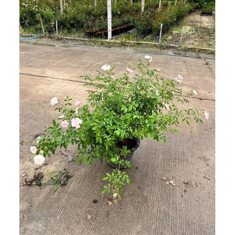 กุหลาบเลื้อย-พิงค์ซัมเมอร์สโนว์ Pink Summer Snow (กระถาง 12 นิ้ว)  สีขาว-สีชมพู หนามน้อย ดอกเยอะ เลี้ยงง่าย - รูปที่ 5