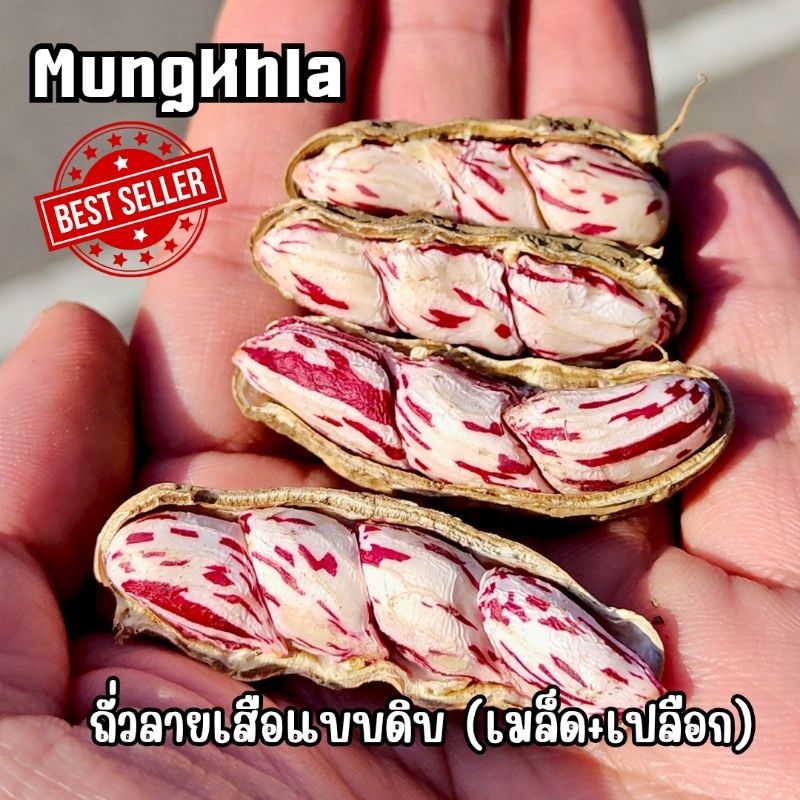 มังคละ ถั่วลายเสือดิบตากแห้ง (คัดพิเศษ) เมล็ดใหญ่ ของดีเมืองแม่ฮ่องสอน