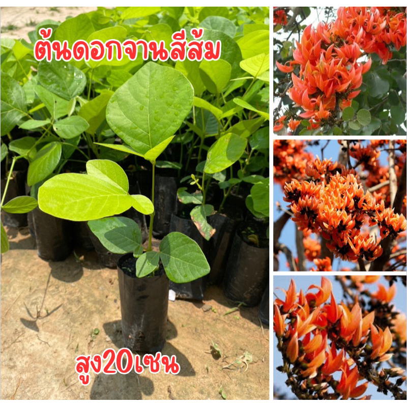 ต้นดอกจานสีส้ม พร้อมส่ง ชุด4ต้น80บาท พร้อมปลูก