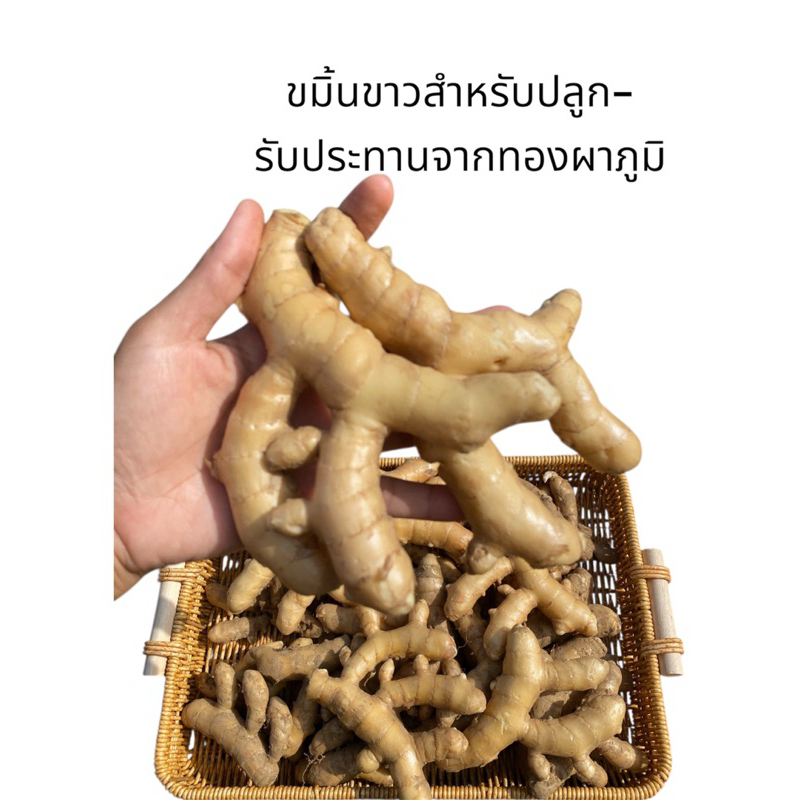 ขมิ้นขาว สำหรับทาน-ปลูกขนาด1กิโลกรัม(พร้อมส่ง)
