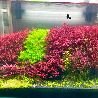 โรทาล่า โคโลลาต้า Rotala Cololata ต้นไม้น้ำ ไม้แดง ไม้ข้อ ไม้หลังตู้ ส่งด่วน