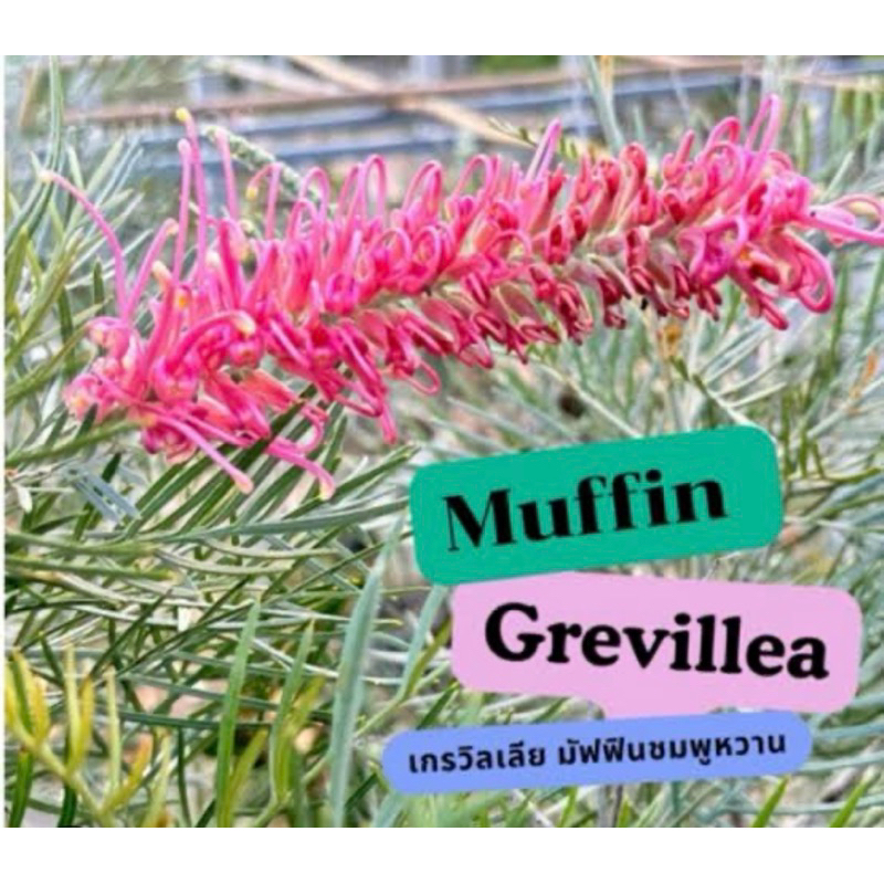 สนเกลวิเลียชมพูมัฟฟินชมพูหวานMuffin(ทาบ)สูง100-110cm.