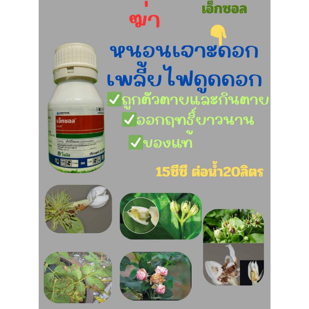 เอ็กซอล ฆ่า หนอนเจาะ หนอนกัด หนอนหนังเหนียว หนอนดุ กินตาย ขนาด 250cc สไปนีโทแรม โซตัส ของแท้