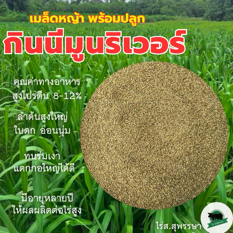 กินนีมูนริเวอร์ ปี69 พร้อมปลูก รับประกันการงอก เมล็ดพันธุ์หญ้าเลี้ยงสัตว์ กินนี หญ้าวัวควาย