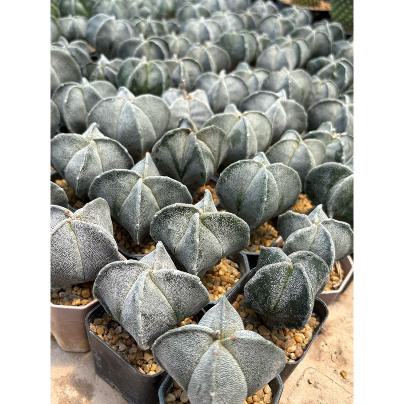 มายริโอ้ แคคตัส ออนซูกะ (Astrophytum myriostigma onzuka) ขนาดกระถาง 2 นิ้ว