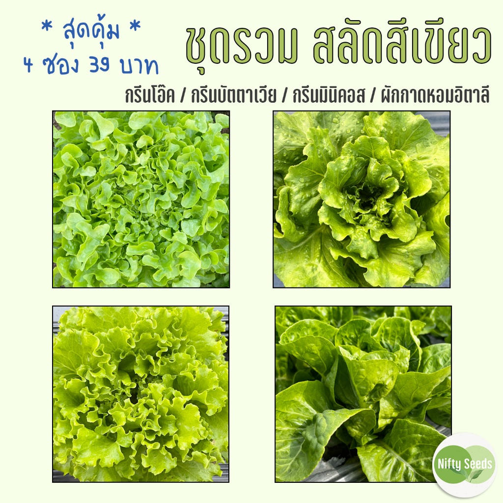 ชุดรวม เมล็ดสลัดสีเขียว 4 ชนิด กรีนโอ๊ค กรีนบัตตาเวีย กรีนมินิคอส หอมอิตาลี งอกดีมีคู่มือ เมล็ดปี 68 เมล็ดพันธุ์ผักสลัด – โปรปัง