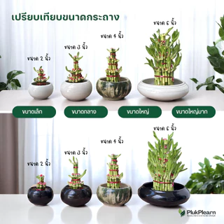 ไผ่กวนอิม 3 ชั้น ขนาดใหญ่ ((รุ่นมีใบงอก) )กระถาง 4 นิ้ว ต้นไม้มงคล วางประดับหิ้งพระ โต๊ะทำงาน