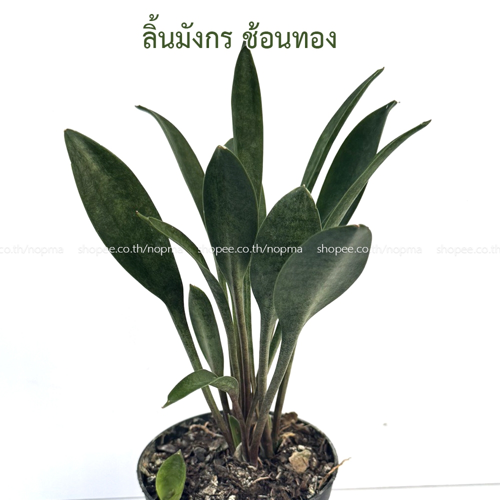 ต้นลิ้นมังกร ช้อนทอง ใบช้อน ลิ้นมังกรคอนซินนา (Sansevieria concinna) หายาก ไม้มงคล ฟอกอากาศ ลิ้นมังกรแคระ