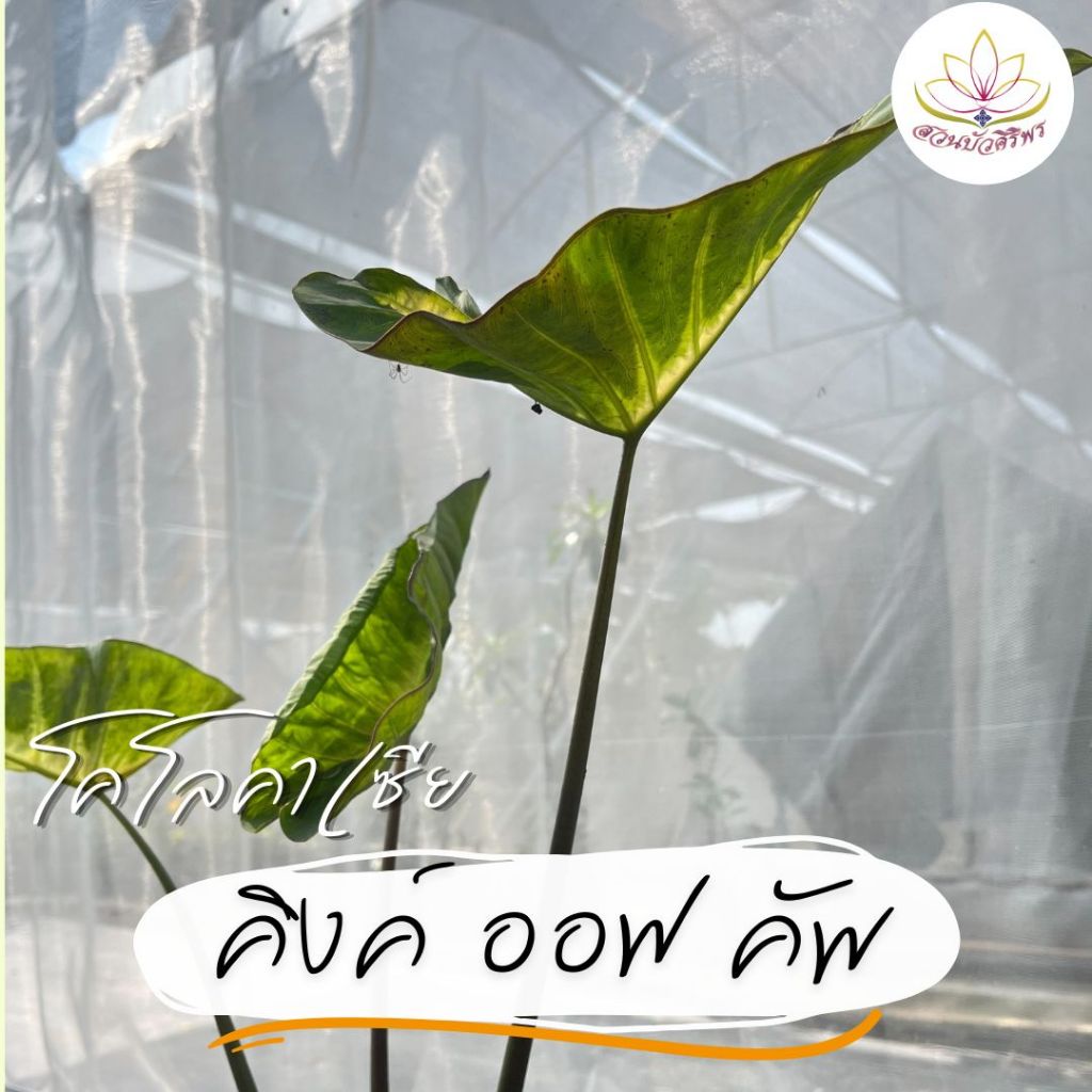 (1 แถม 1) โคโลคาเซีย "คิงค์ ออฟ คัพ" Colocasia King of Cup ปลูกชำแล้วรากเยอะ โตไว ปลูกง่าย สวยงาม อยู่กลางแดดจัดได้
