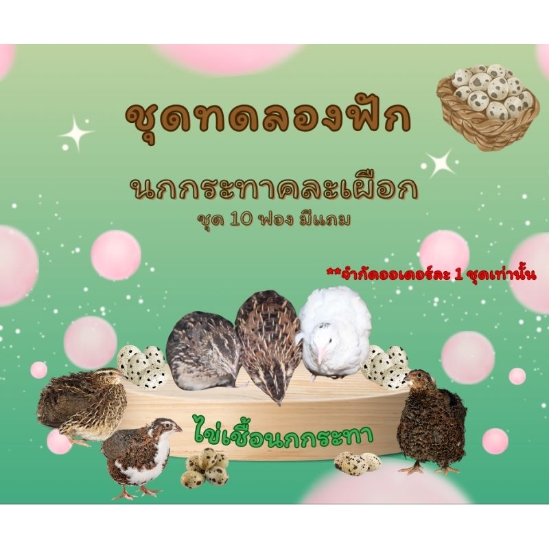 [จำกัดออเดอร์ละ 1 ชุด อ่านละเอียดให้เข้าใจก่อนกดสั่งซื้อ] ไข่เชื้อนกกระทาคละเผือก ชุดละ 10 ฟอง มีแถมทุกออเดอร์ ราคา ถูกที่สุด ดีลบีเคเค รูปภาพหลัก