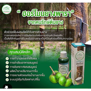 ฮอร์โมนยางพารา✅เพิ่มผลผลิต ✅ลดต้นทุน ✅ประหยัดแรงงาน