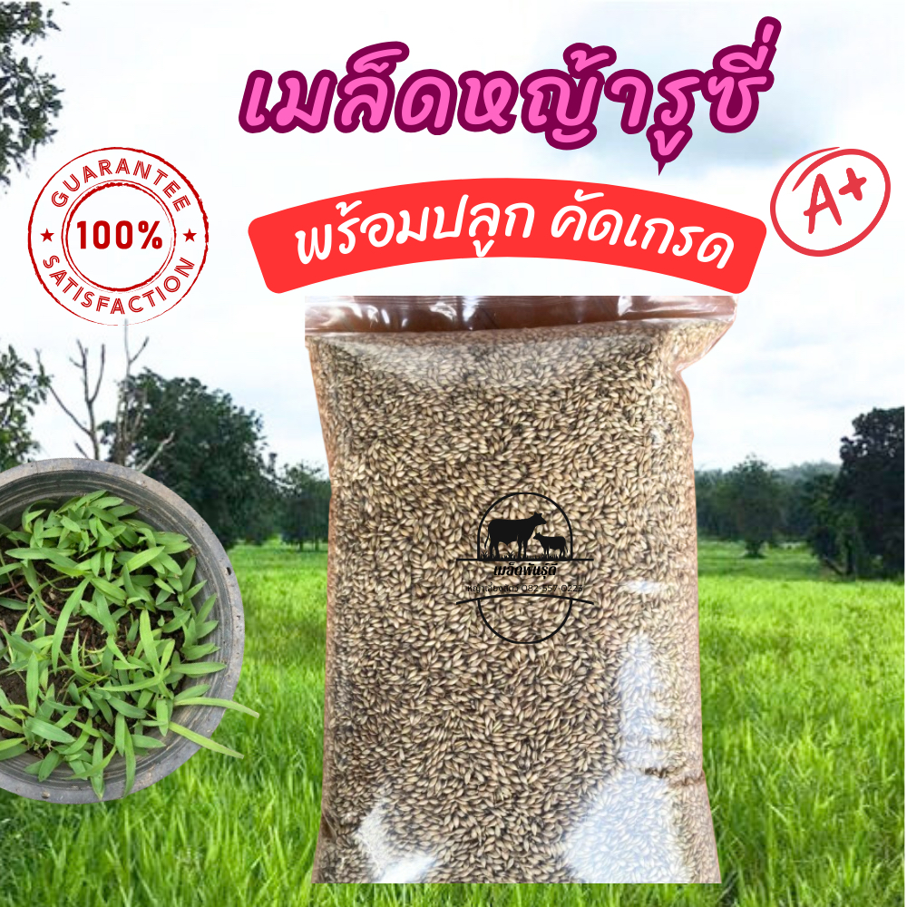 🟢เมล็ดหญ้ารูซี่ 4 กก #รับประกันการงอก #พร้อมปลูก หญ้าลูซี่ พันธ์ุหญ้ารูซี่ เลี้ยงสัตว์ หญ้าเลี้ยงวัว ควาย แพะ แกะ