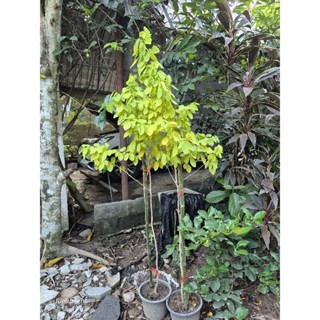 ต้นทองนพเก้า หรือต้นชะแมบทอง สูง 1.7ม.ขึ้นไป