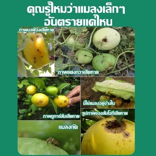 สเปย์ล่อแมลงวันทอง กาวดักแมลงวัน 🐝ใช้ 1 ครั้ง ฆ่าแมลงวันได้ 100000 ตัว🐝 น้ำยาดักแมลงวันทอง สเปรย์กาว 450ml