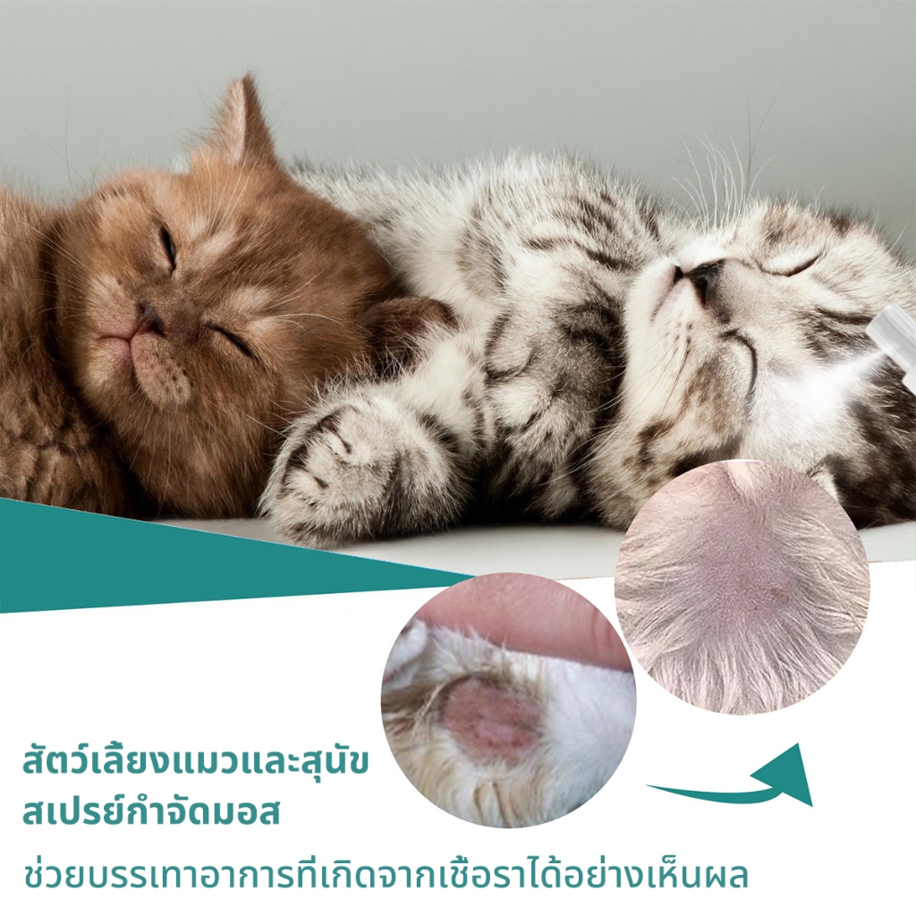 รูปภาพ 7