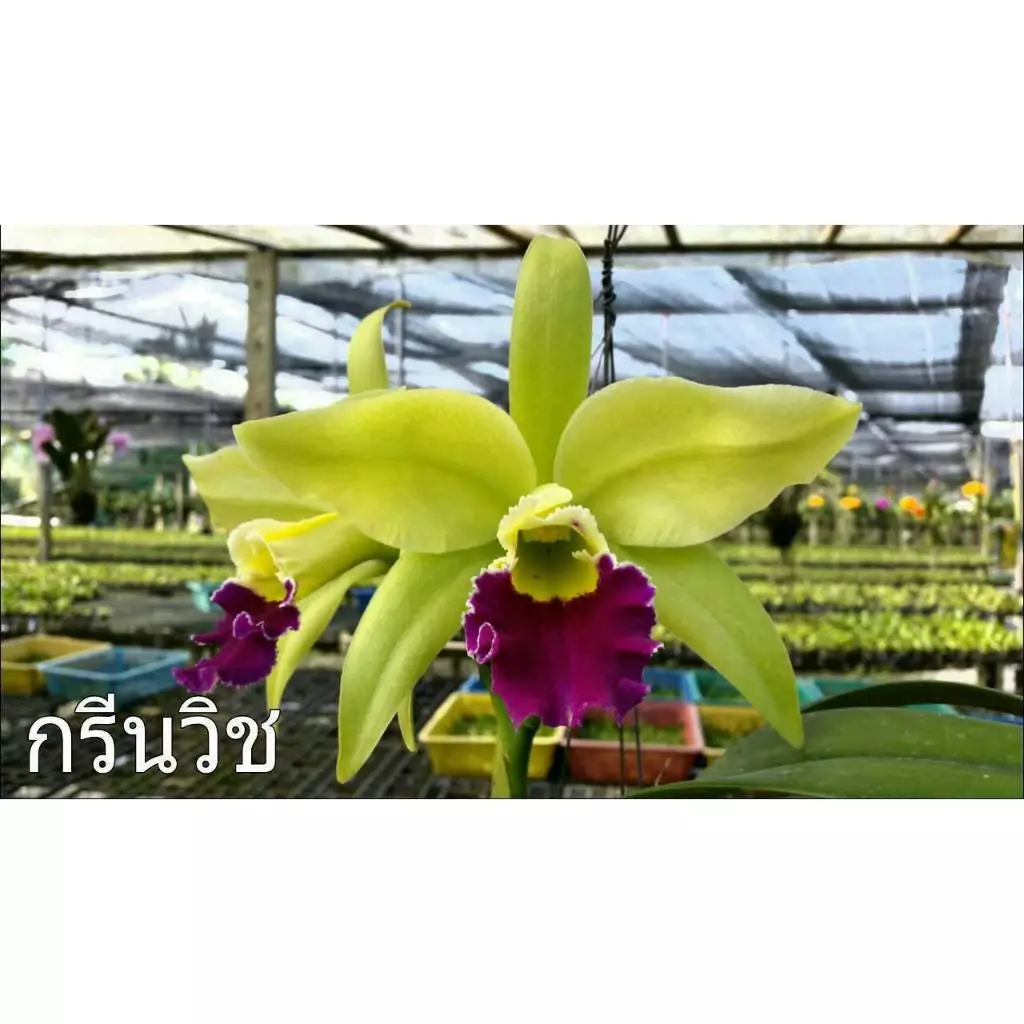 กล้วยไม้แคทลียา กรีนวิช ต้นพร้อมให้ดอก