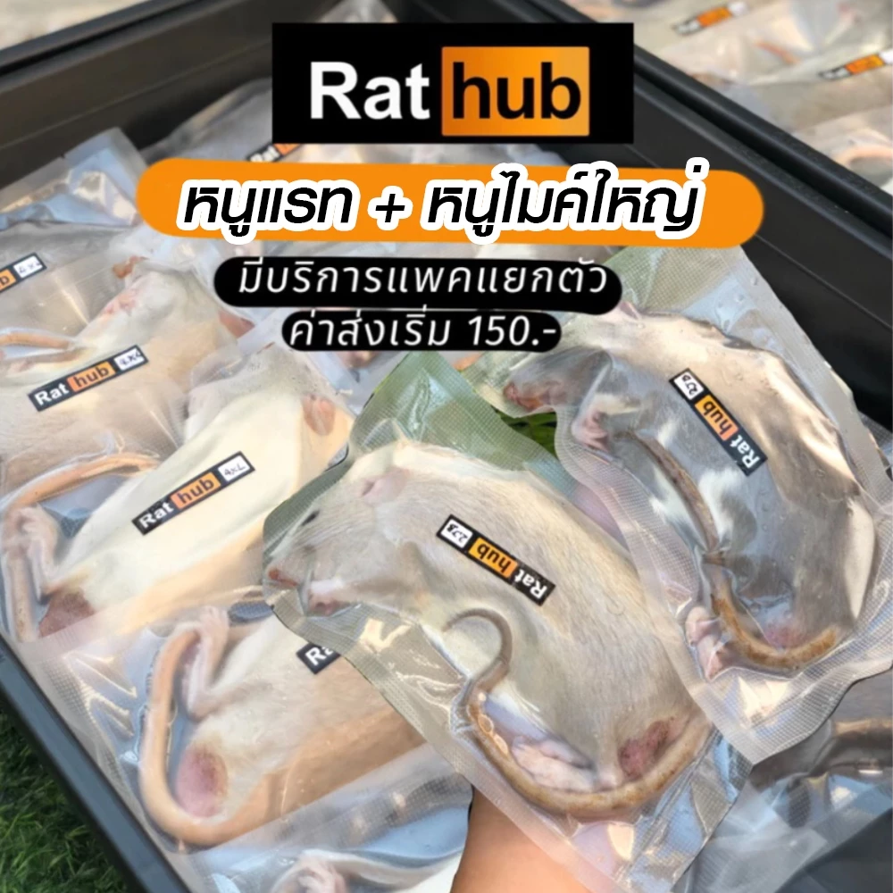หนูแรทแช่แข็ง/หนูไมซ์ไซส์ใหญ่ แพคแยกตัว/แพครวม (รับประกันเสียหายเคลมเต็ม) หนูแช่แข็ง อาหารงู