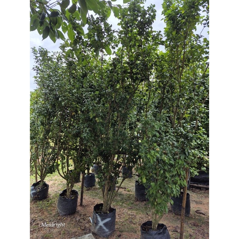 แก้วหิมาลัย สูง 200 c.m.ขึ้นไป ดอกหอม ออกทั้งปี - รูปที่ 2