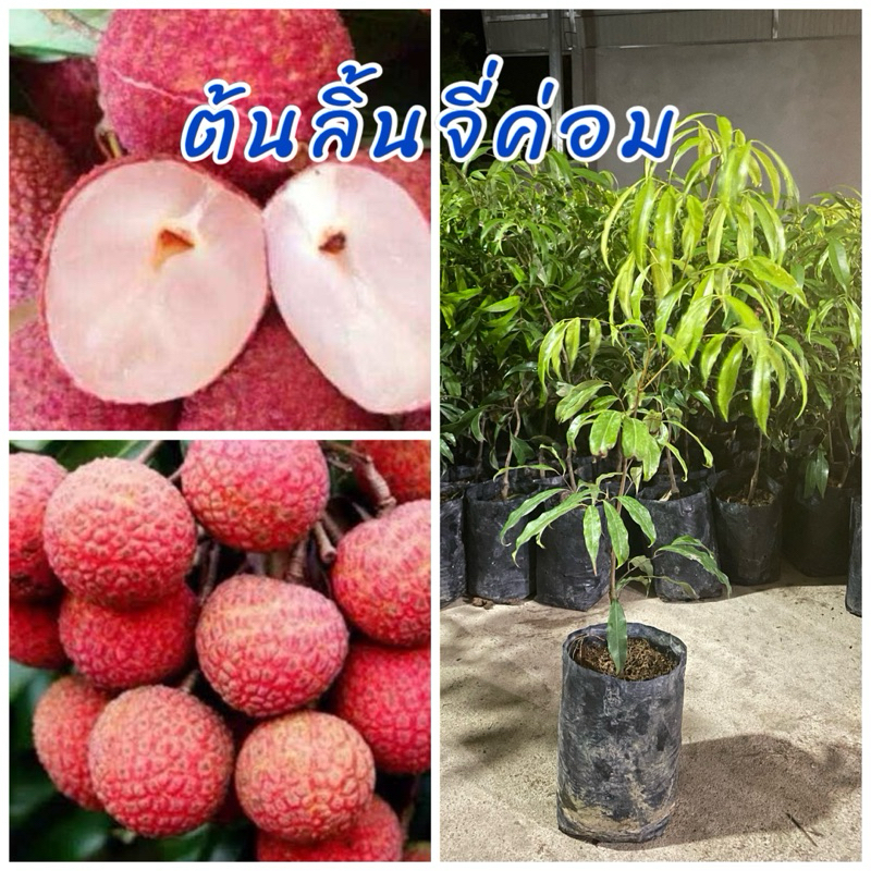 ต้นลิ้นจี่ค่อมไร้เมล็ด เสียบยอด ต้นพันธุ์เตี้ย เนื้อหวานหอม อร่อย ขนาดค้น 50ซม.