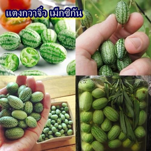 25 เมล็ด เมล็ดแตงกวาจิ๋ว เม็กซิกัน (ปลูกง่าย รสชาติหวานกรอบอร่อย ต้นและใบคล้ายตำลึง ลูกขนาดเล็ก ลายคล้ายแตงโม ออกผลดก)