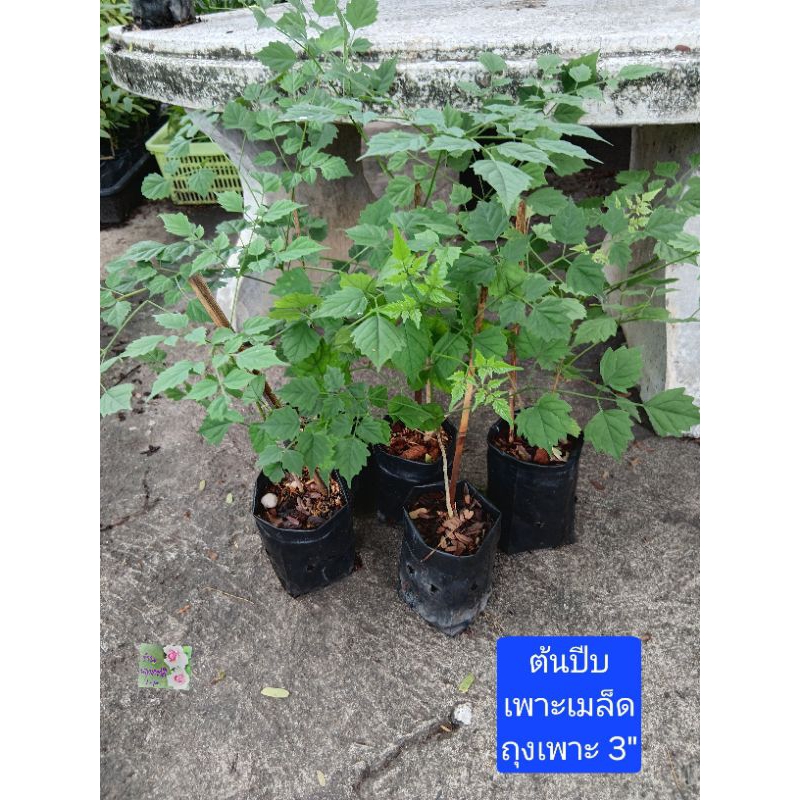 ต้นปีบIndian cork treeถุงเพาะ 3″ สูง1ฟุต เพาะเมล็ด ไม้ยืนต้น สูงได้หลายเมตร แต่ตัดแต่งให้สูงได้ตามต้องการออกดอกสีขาว หอม