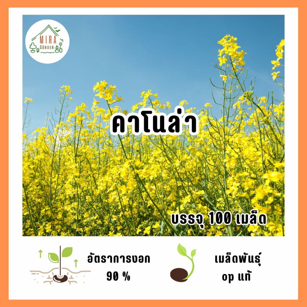 คาโนล่า บรรจุ 100 เมล็ด