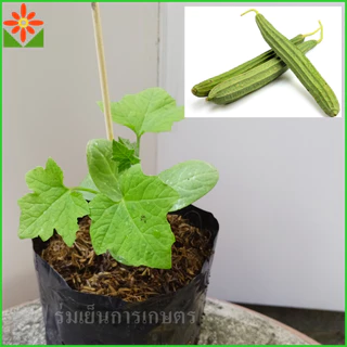 ต้นบวบเหลี่ยม ส่งพร้อมถุง 5.5นิ้ว ต้นบวบ มะนอย หมักนอย มะนอยเหลี่ยม บักบวบ กะตอรอ