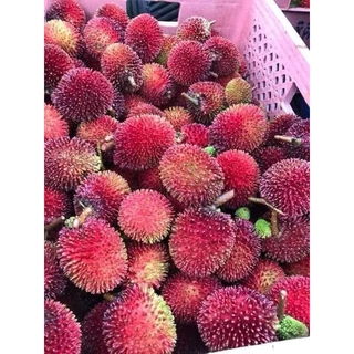 ต้นเงาะลิ้นจี่หรือปูลาซัน ปลูกในไทยได้ ต้นพันธุ์สูง50-60เซน สินค้าตรงปก