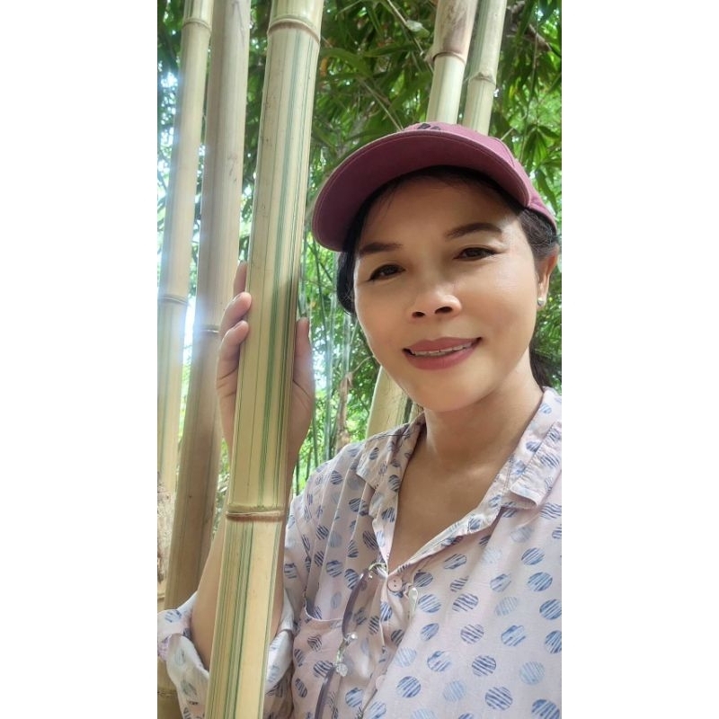 ไผ่ผากลำด่าง ไผ่ผาก ไผ่ใต้ไผ่ใช้ลำไผ่สวยงาม ไผ่ประดับไม่มีหนาม