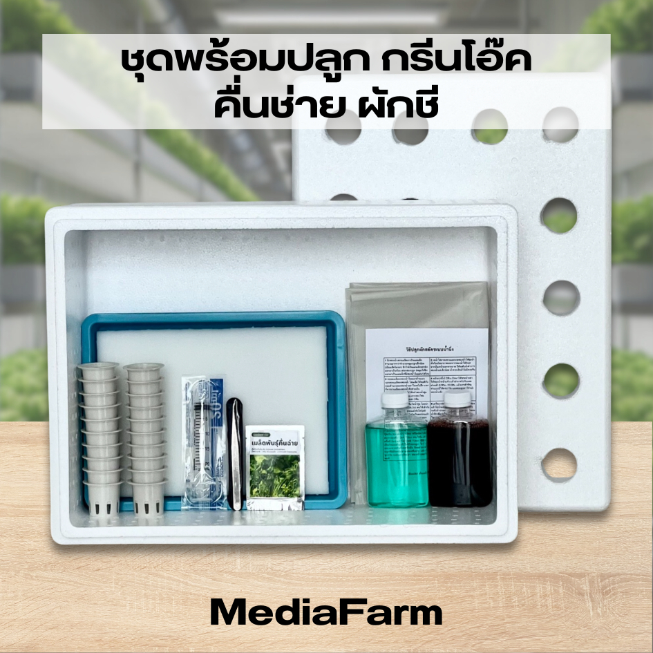 ชุดพร้อมปลูก กรีนโอ๊ค คื่นช่าย ผักชี