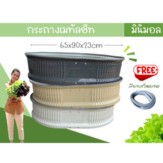 [ใหม่ล่าสุด]กระถางเมทัลชีทปลูกผัก ขนาดกว้าง65cmxยาว90cm ปลูก…