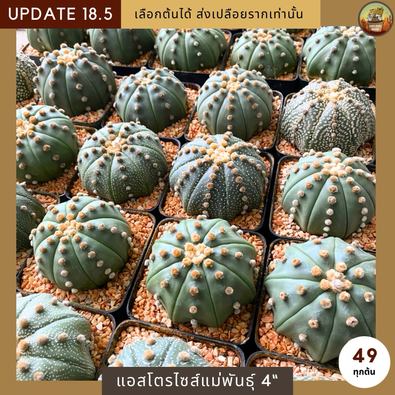 [ Update 18.5 ] กระบองเพชรAstrophytumแอสโตรเพาะเมล็ดไซส์แม่พันธุ์ในกระถาง 4 นิ้ว ให้ดอกแล้วทุกต้น  จัดส่งแบบเปลือยราก