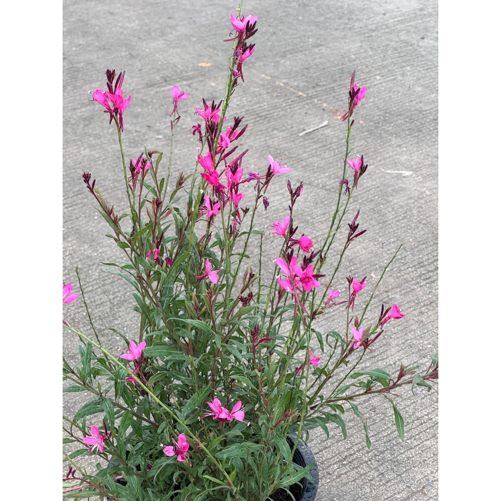 มุมมอง 3