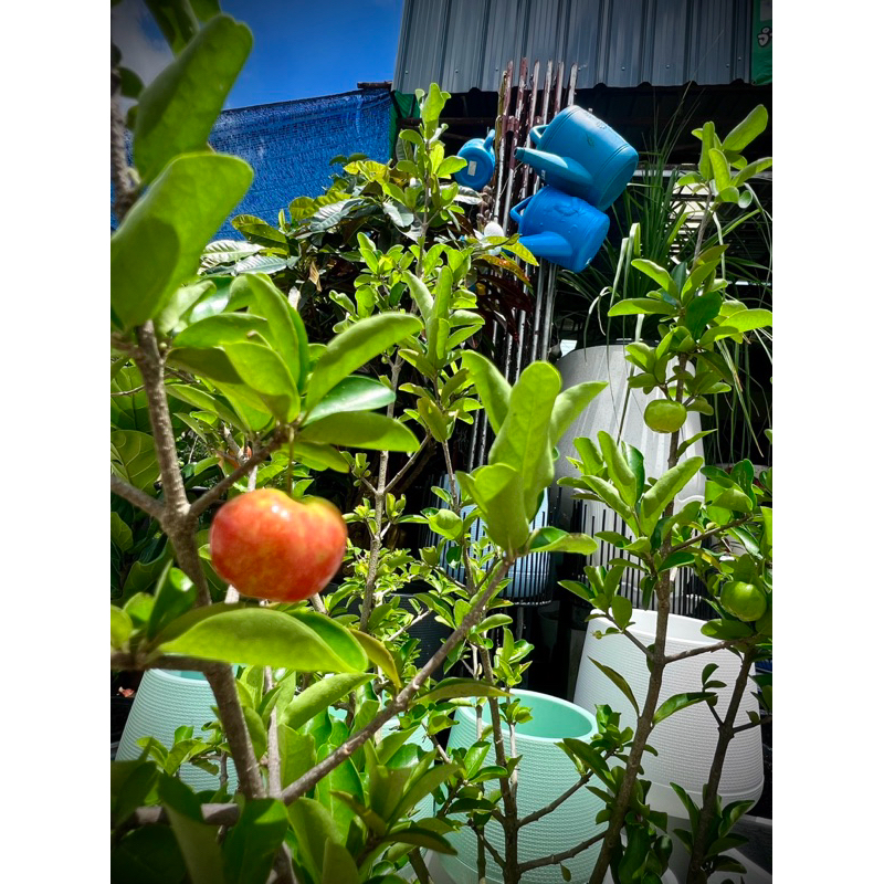 Acerola เขอร์รี่สเปน หรืออาเซโรลา (มะยมแดง) Barbados Cherry / West Indian Cherry/Wild Crapemyrtle ผลไม้ที่มีวิตามินซีสูง