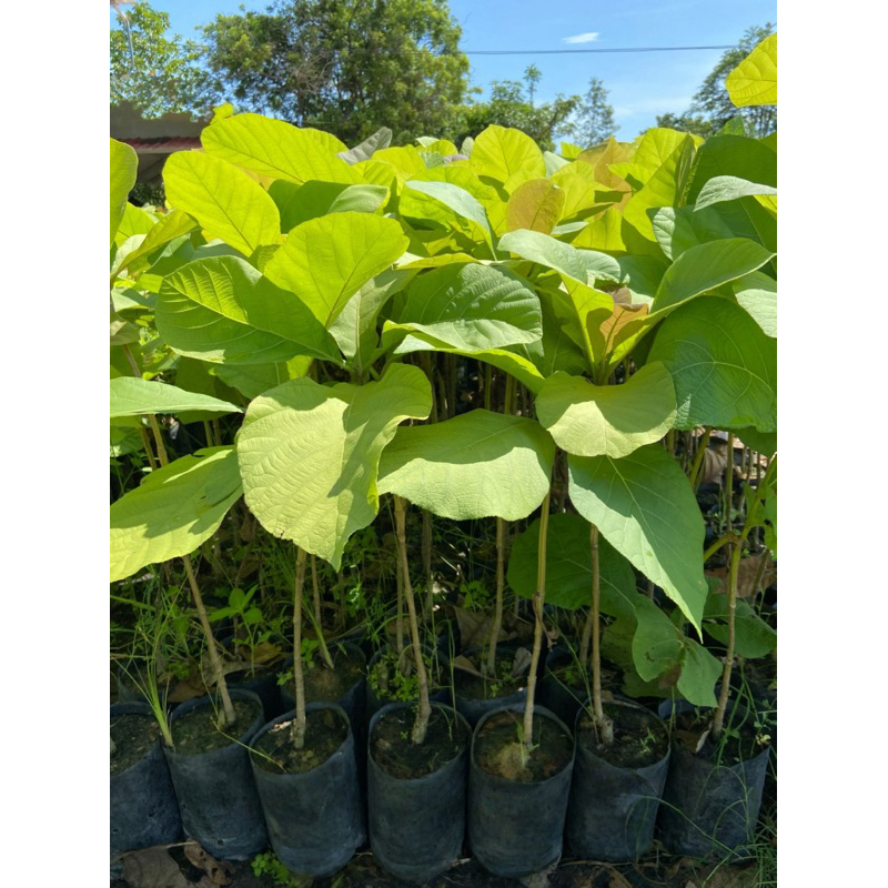 ต้นสักทอง ไม้ยืนต้น ไม้เศรษฐกิจ ไม้เนื้อสวย (สูง 50-60cm)
