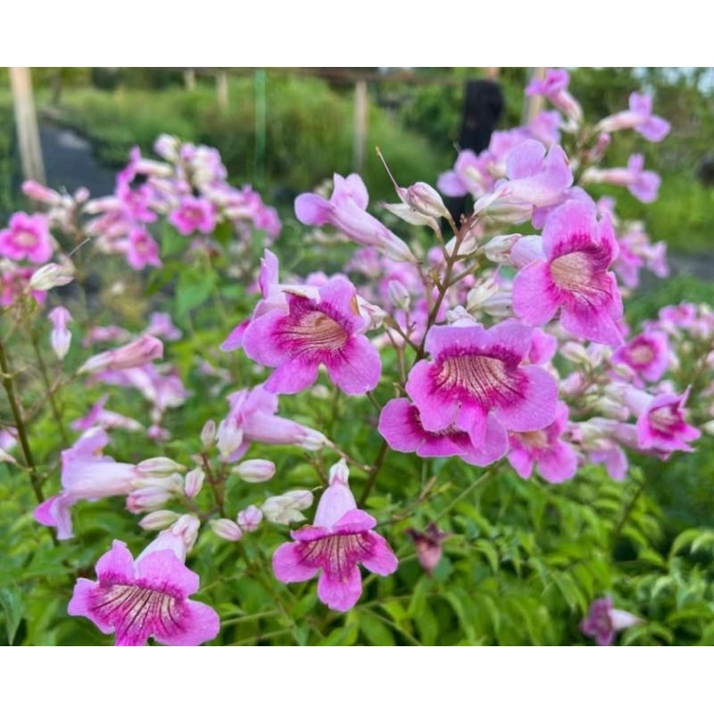 ทองอุไรสีชมพู 1 ต้น 1 ถุงดำเล็ก ประมาน 10-15 ซม.  ไม้ประดับ🌱