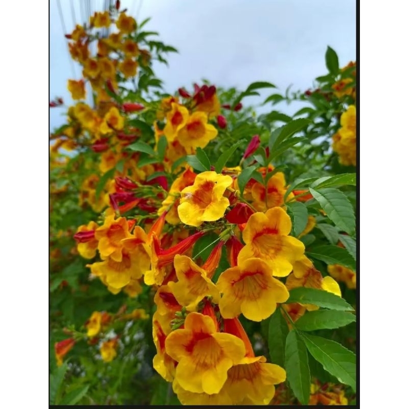 ทองอุไรสีส้มเหลืองมิกกี้เมาส์ 1 ต้นถุงดำเล็ก ไม้ประดับไม้มงคล🌱