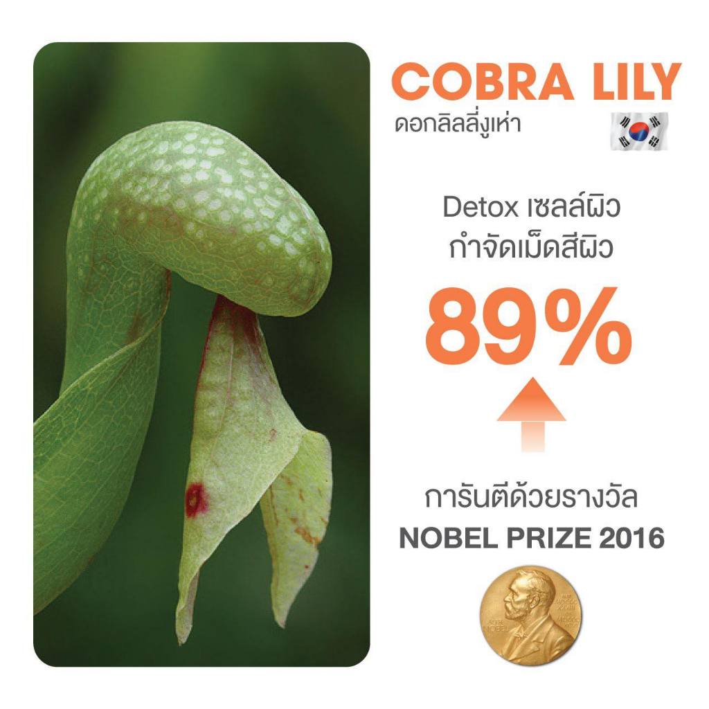 โปรซื้อ 1 แถม 1 AVERY - Yoki Anti-Aging &Glassy Skin Serum เนื้อบางเบา ซึมซับเร็ว ผิวดูโกลว์ ขาวใส - รูปที่ 3