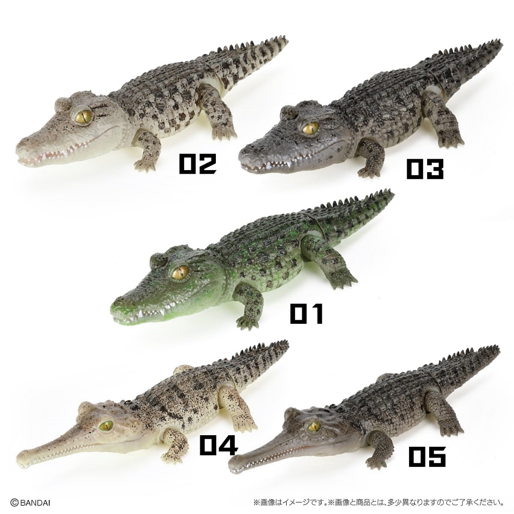 (ครบชุดพร้อมส่ง) กาชาปองจระเข้มินิ Gashapon Bandai Ikimono Encyclopedia Crocodile Mini โมเดลสัตว์ ราคา ถูกที่สุด ดีลบีเคเค แกลเลอรีภาพที่ 3