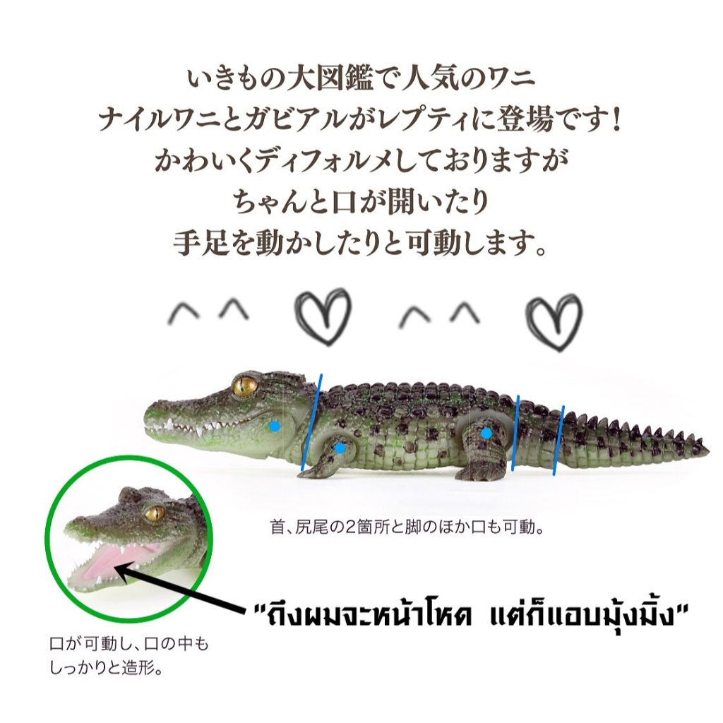 (ครบชุดพร้อมส่ง) กาชาปองจระเข้มินิ Gashapon Bandai Ikimono Encyclopedia Crocodile Mini โมเดลสัตว์ ราคา ถูกที่สุด ดีลบีเคเค แกลเลอรีภาพที่ 4