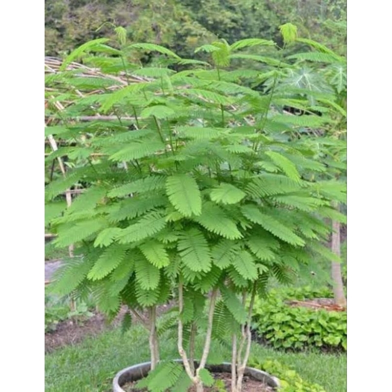 ต้นชะอมหนามน้อย 1 ชุด 10 ต้น กิ่งปักชำ🌱