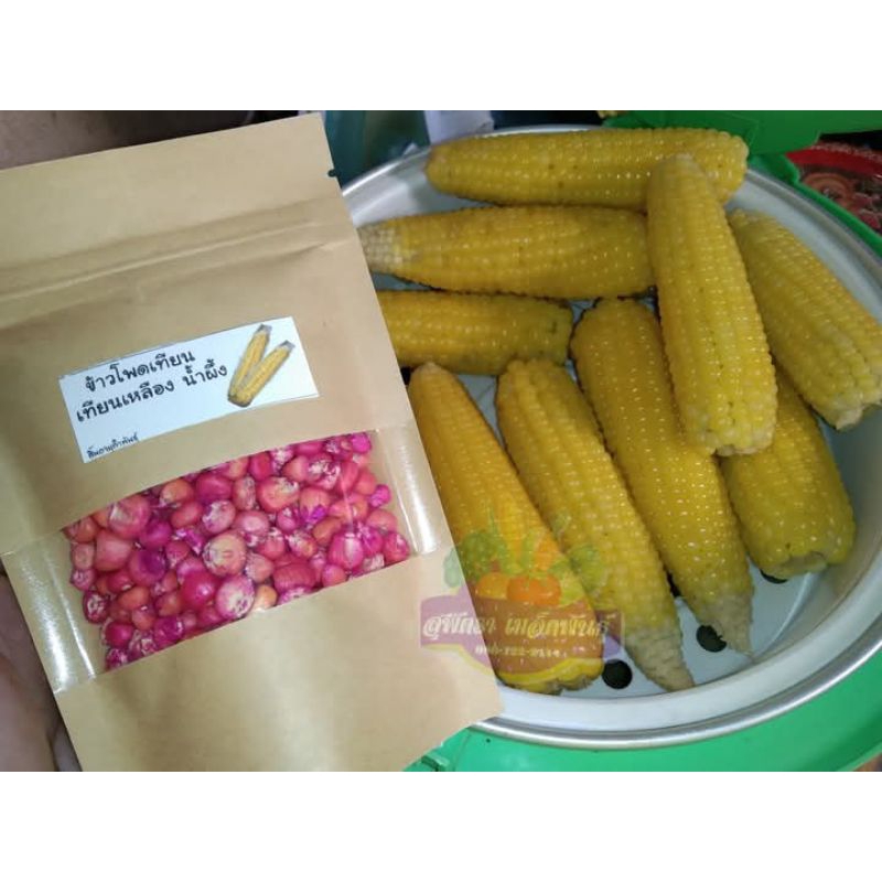 เมล็ดพันธุ์ ข้าวโพดเทียนเหลืองน้ำผึ้ง 400 เมล็ด - รูปที่ 4