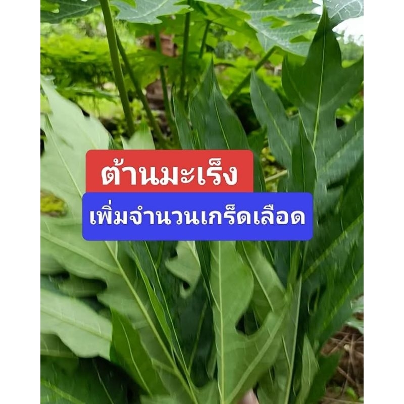 ใบมะละกอสด เก็บสด ชุด 5 ใบ